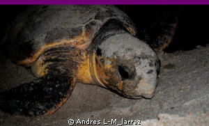 Green Turtle, PostPartum, Going back into the ocean Full ... by Andres L-M_larraz 